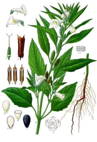 Soubor:Sesamum indicum - Köhler–s Medizinal-Pflanzen-129.jpg – Wikipedie