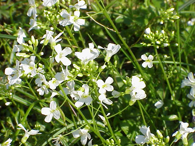Kostenloser Versand - Arabis ferdinandi-coburgii 'Old Gold': Lubera.at