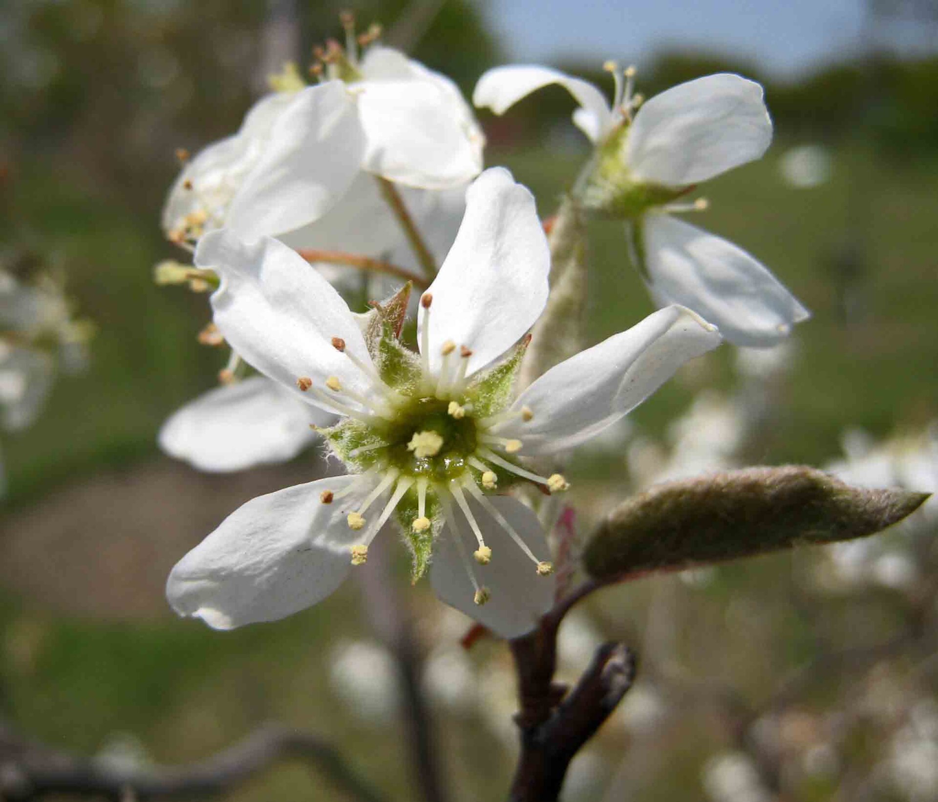 Amelanchier canadensis (Canada serviceberry, eastern shadbush): Go Botany