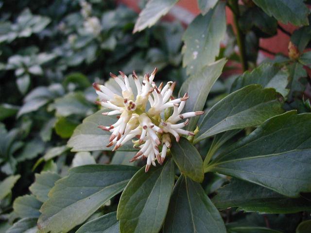 Pachysandra terminalis - Pachysandra klasnatá (Fotografie 1) : Listnaté  keře - Katalog rostlin