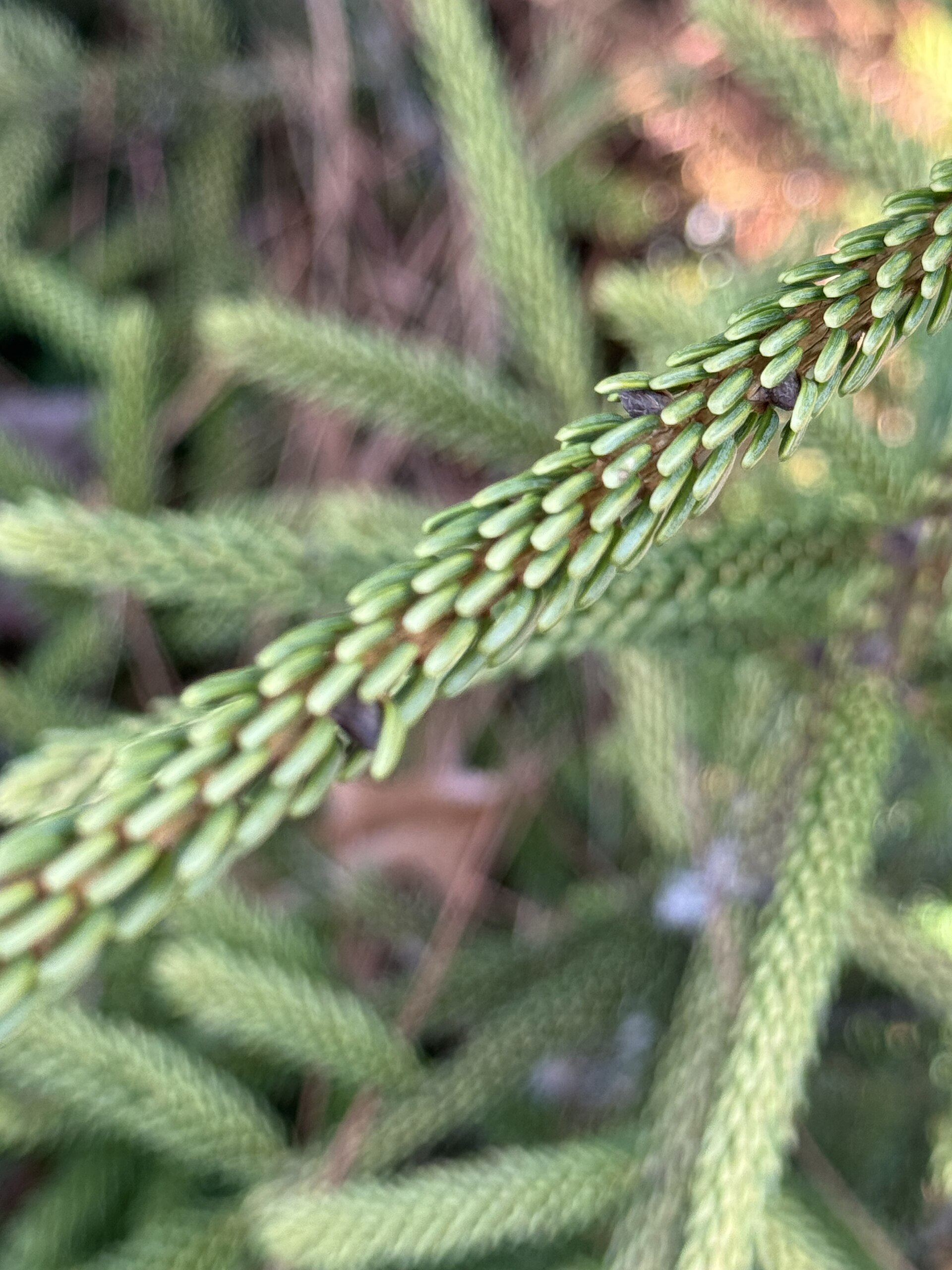 Picea orientalis | smrk východní - Van den Berk Školky
