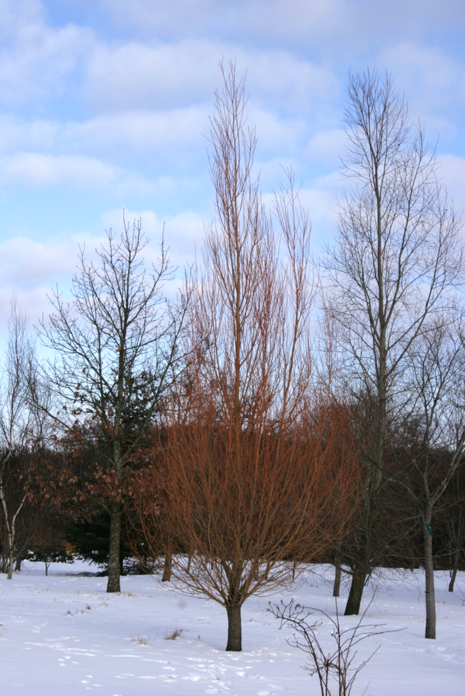 Salix alba 'Chermesina' | vrba bílá 'Chermesina' - Van den Berk Školky