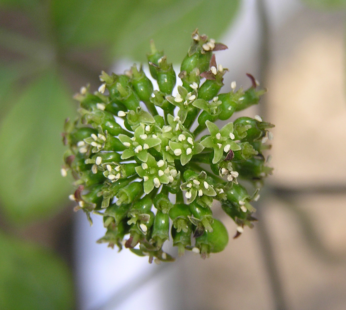 Panax Ginseng With Detail Of Flower And Root Stock Photo,, 47% OFF