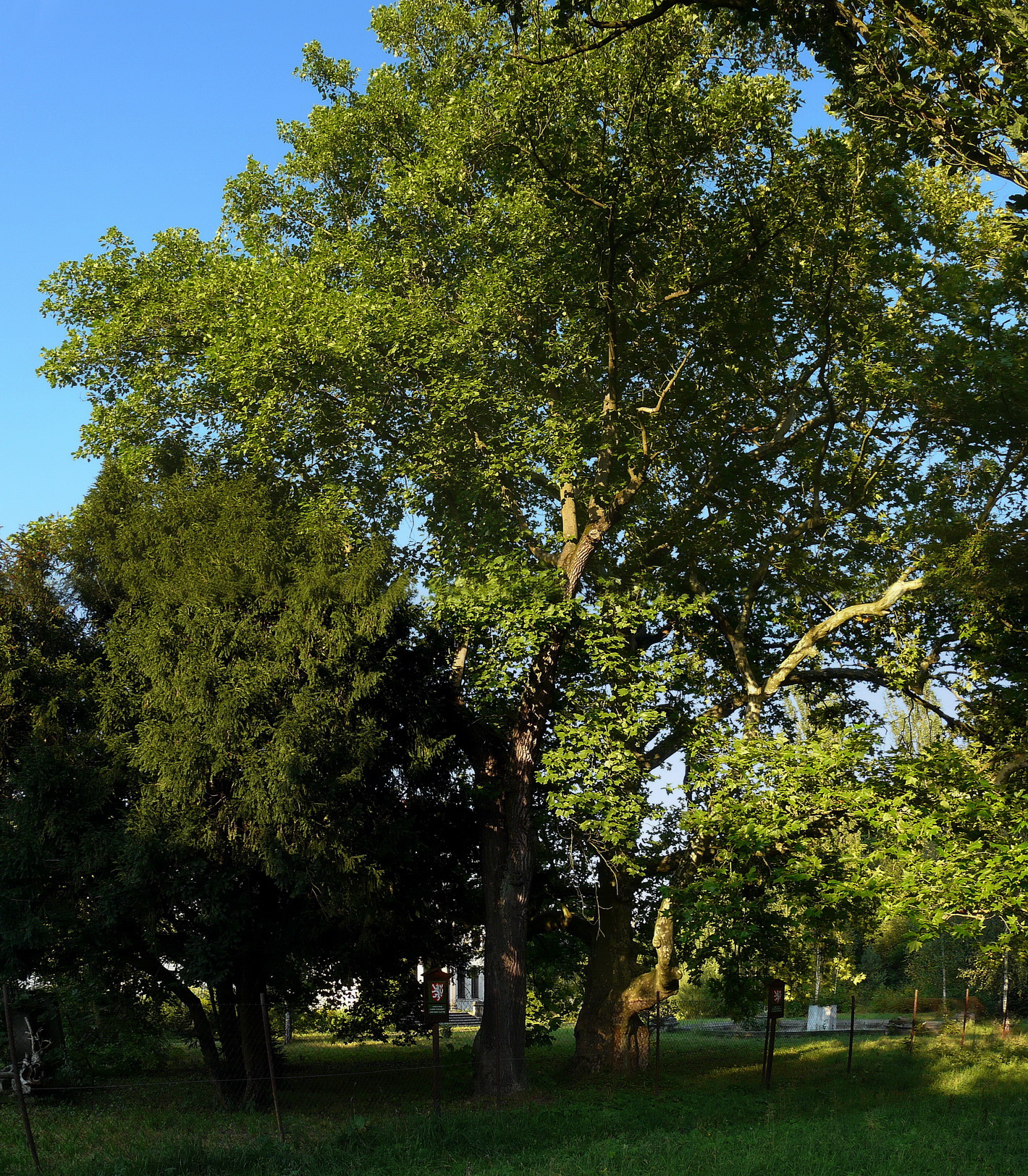 Liriodendron tulipifera - Zahradní centrum "Strakovo" s.r.o.