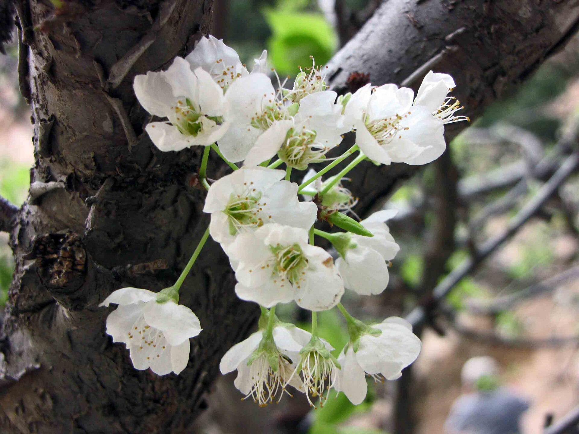 PRUNUS ARMENIACA L. – meruňka obecná / marhuľa obyčajná | BOTANY.cz