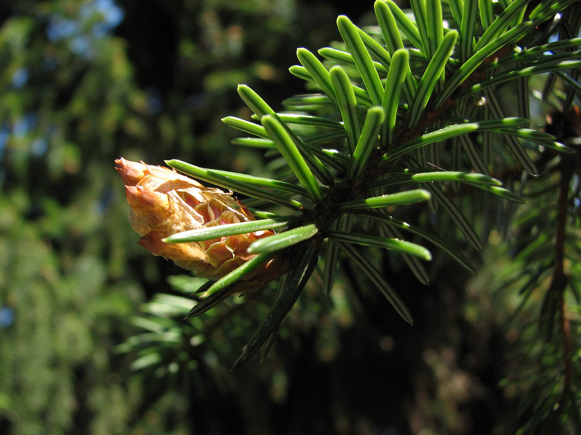 Picea omorika | smrk omorika - Van den Berk Školky