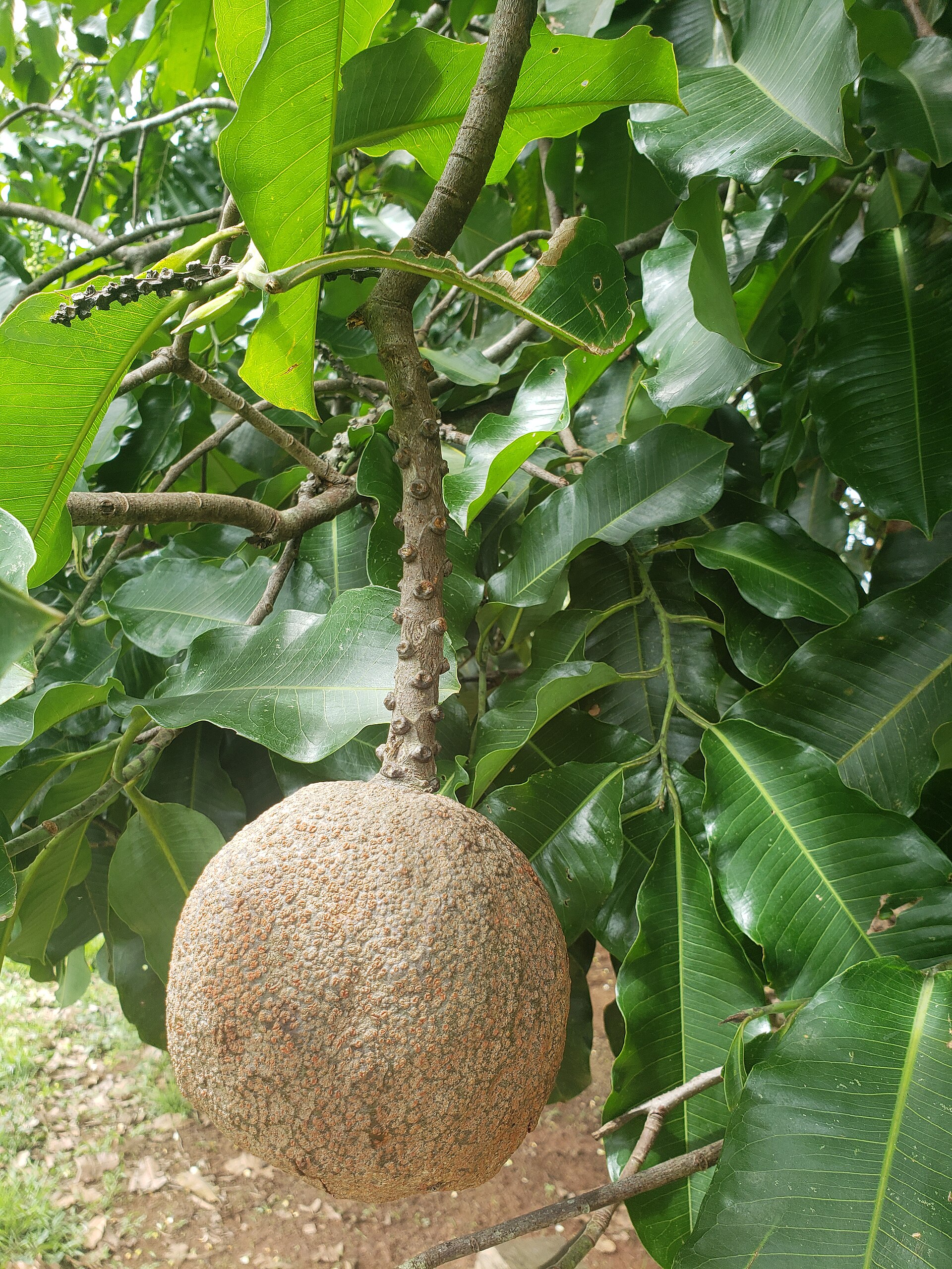 Bertholletia Excelsa" Images – Browse 1,010 Stock Photos, Vectors, and  Video | Adobe Stock