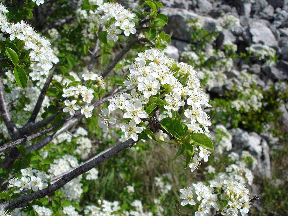 Mahaleb cherry (Prunus mahaleb)