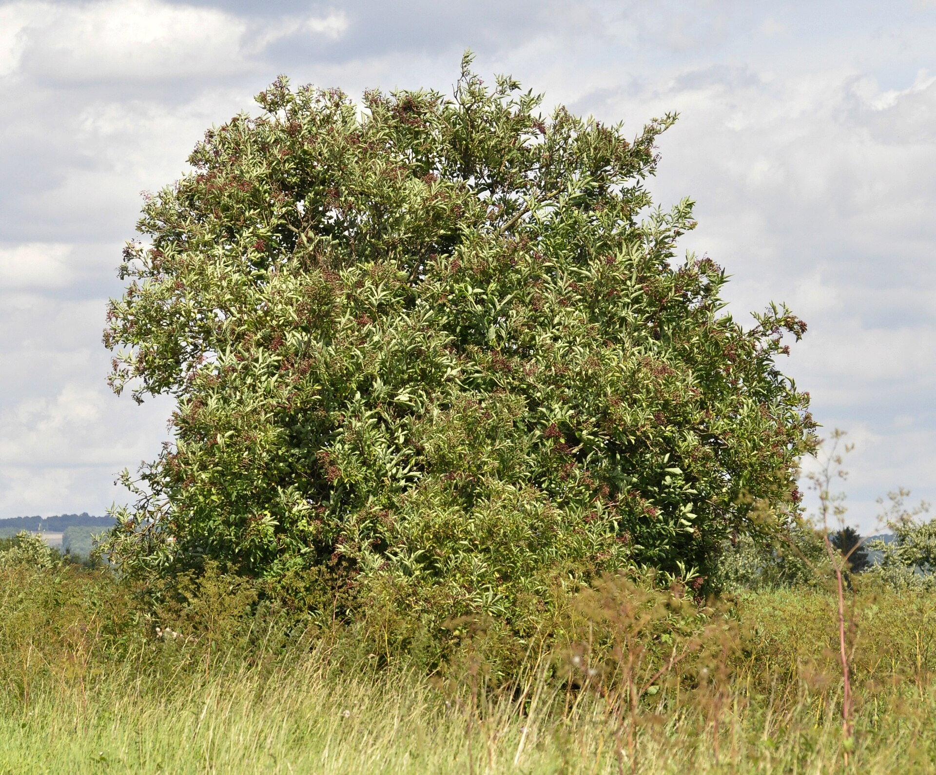 Extrakt z černého bezu (Sambucus nigra) - Naturmed Scientific