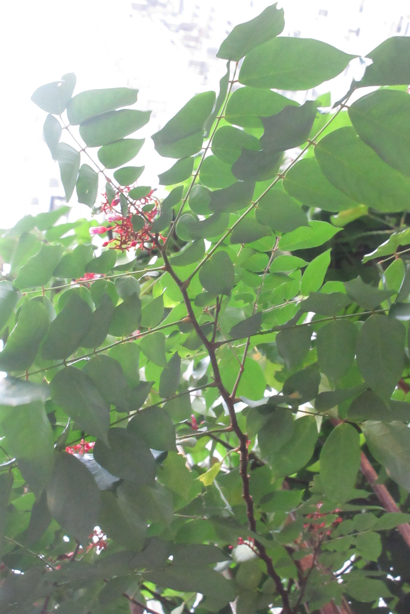 Averrhoa carambola L. | Plants of the World Online | Kew Science
