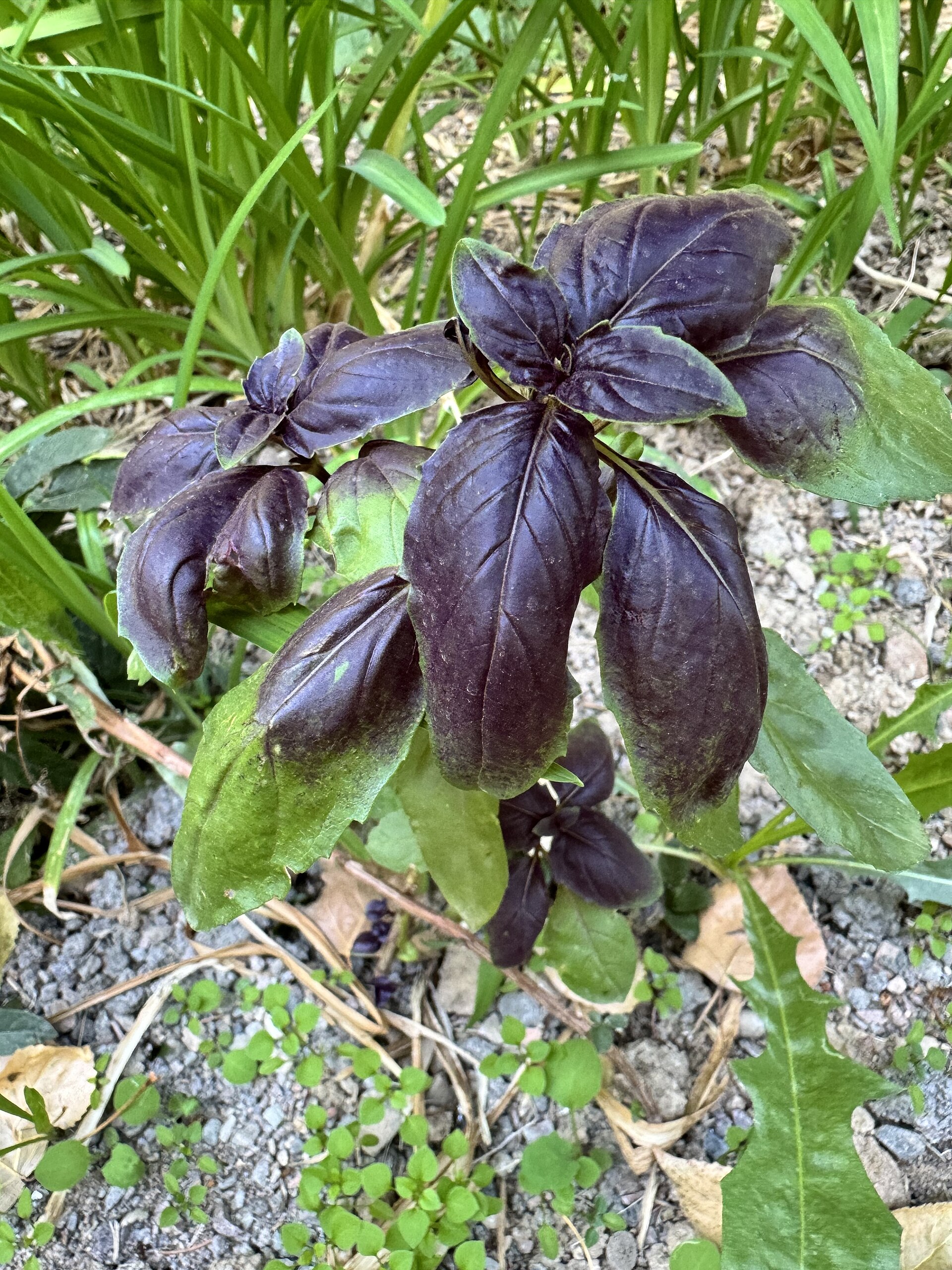 Sweet Basil (Ocimum basilicum)