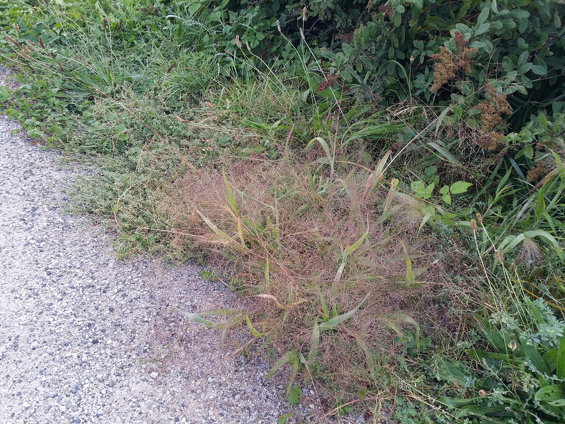 Frosted Explosion Grass Panicum Capillare