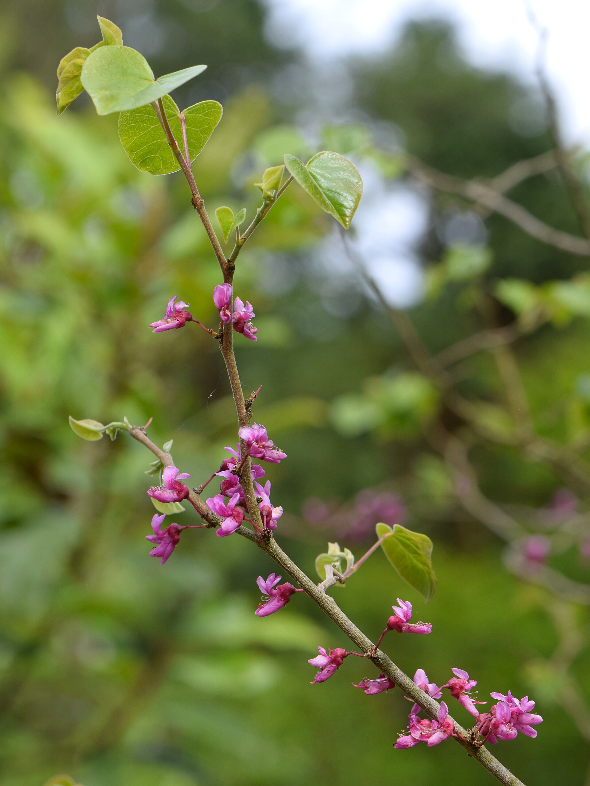 Cercis chinensis Avondale | Listnaté dřeviny |Zahradnictví Franc