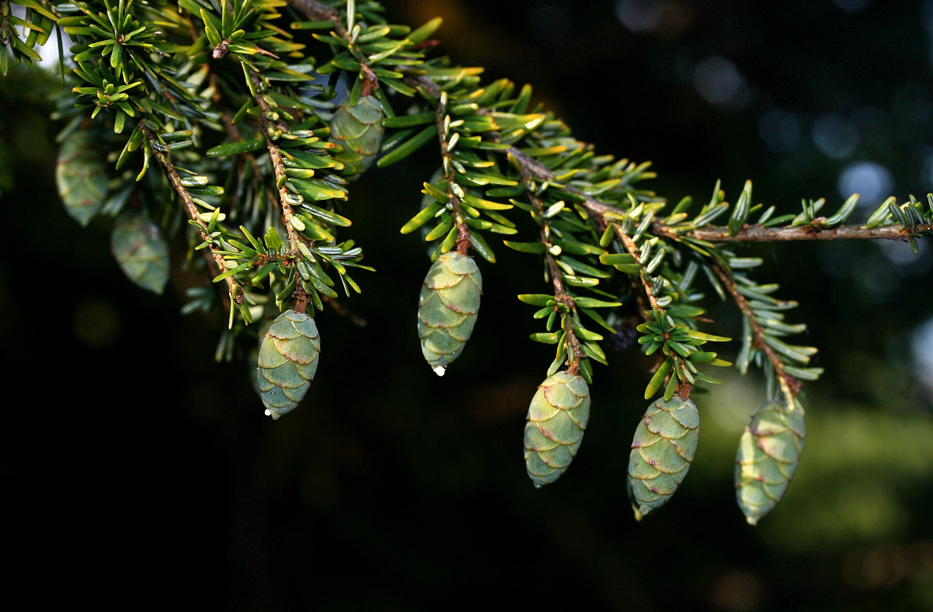 Tsuga canadensis 'Pendula' | jedlovec kanadský 'Pendula' - Van den Berk  Školky