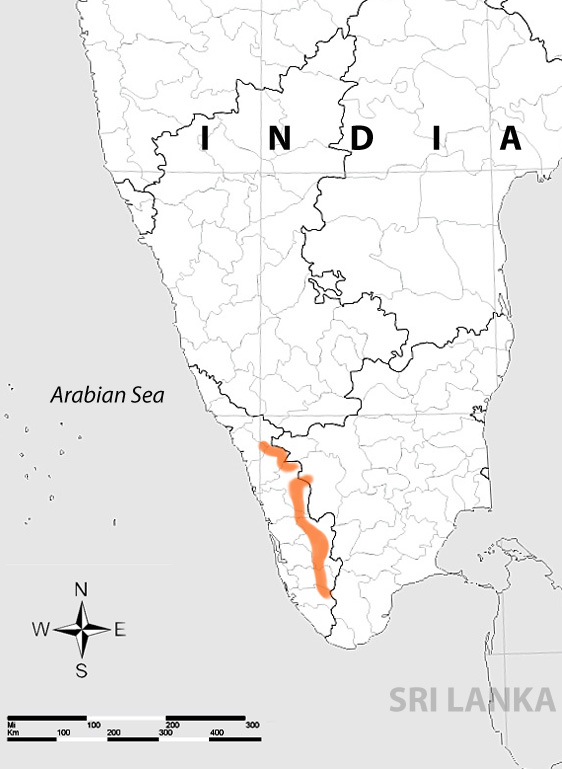 Mapa rozšíření – Nasikabatrachus sahyadrensis (Nasikabatrachus sahyadrensis)