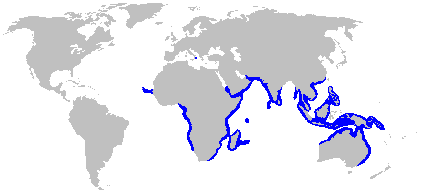 Mapa rozšíření – Žralok molucký (Carcharhinus amboinensis)