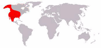 Mapa rozšíření – Medvěd krátkočelý (Arctodus simus)