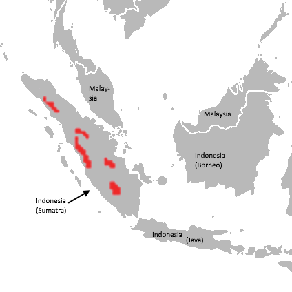 Mapa rozšíření – Tygr sumaterský (Panthera tigris sumatrae)