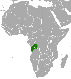 Mapa rozšíření – Kočkodan talapoin (Miopithecus talapoin)