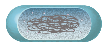 Bacillus subtilis