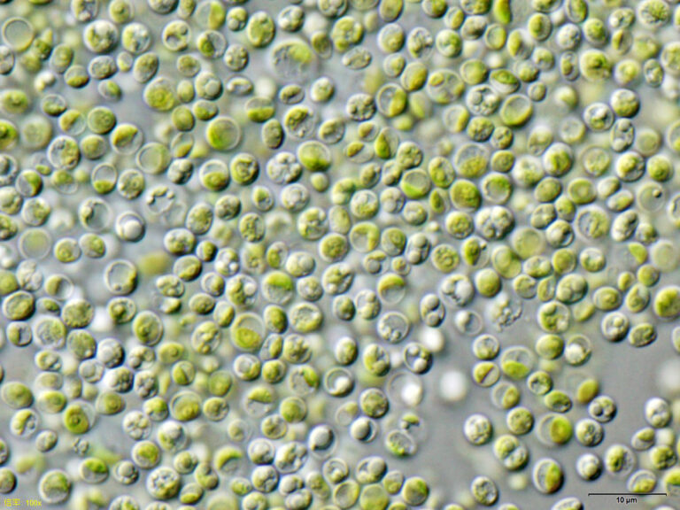 Chlorella vulgaris