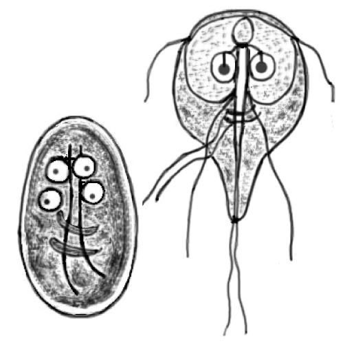 Giardia intestinalis