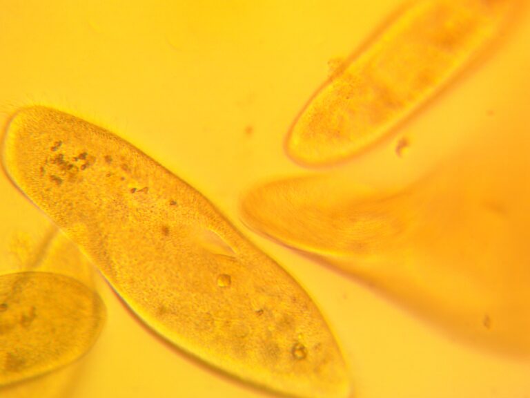 Paramecium caudatum Paramecium caudatum