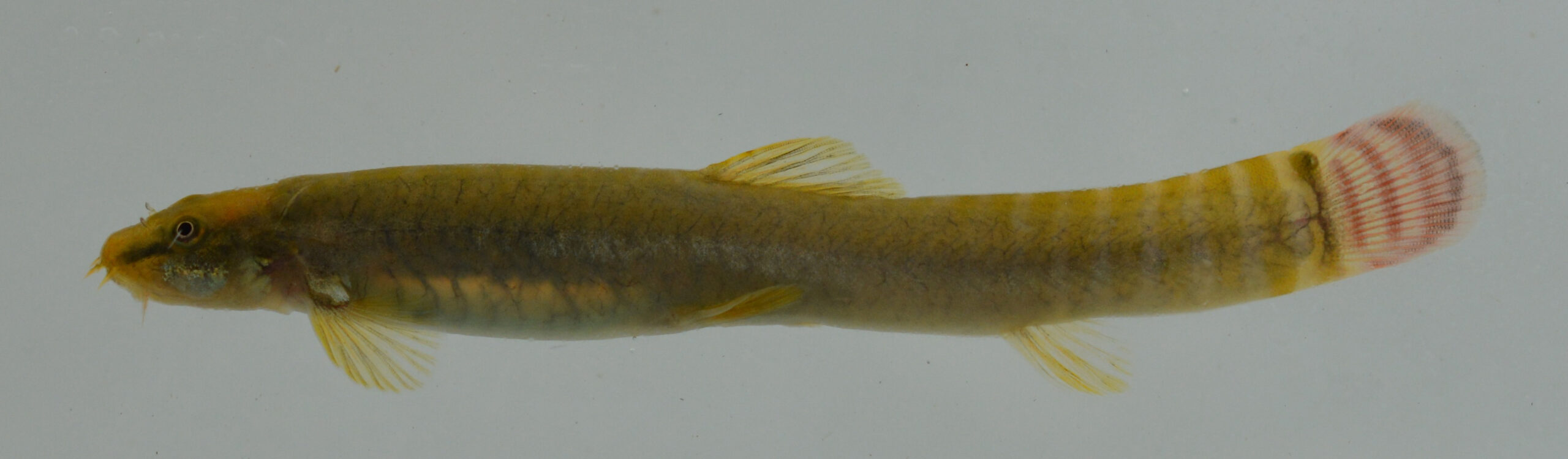Aborie protáhlá (Aborichthys elongatus)