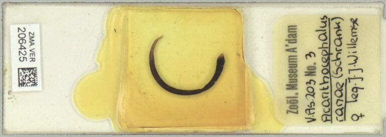 Acanthocephalus ranae Acanthocephalus ranae