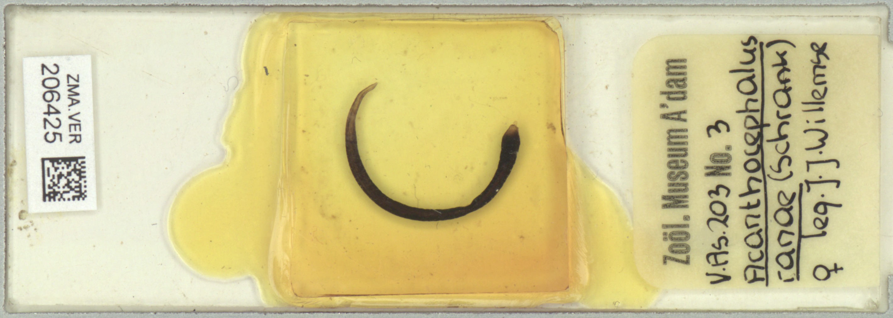 Acanthocephalus ranae