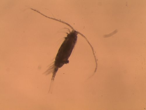 Acartia longiremis Acartia longiremis