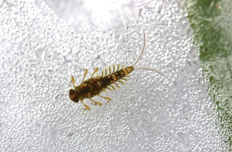 Acentrella nadineae Acentrella nadineae (Acentrella nadineae)