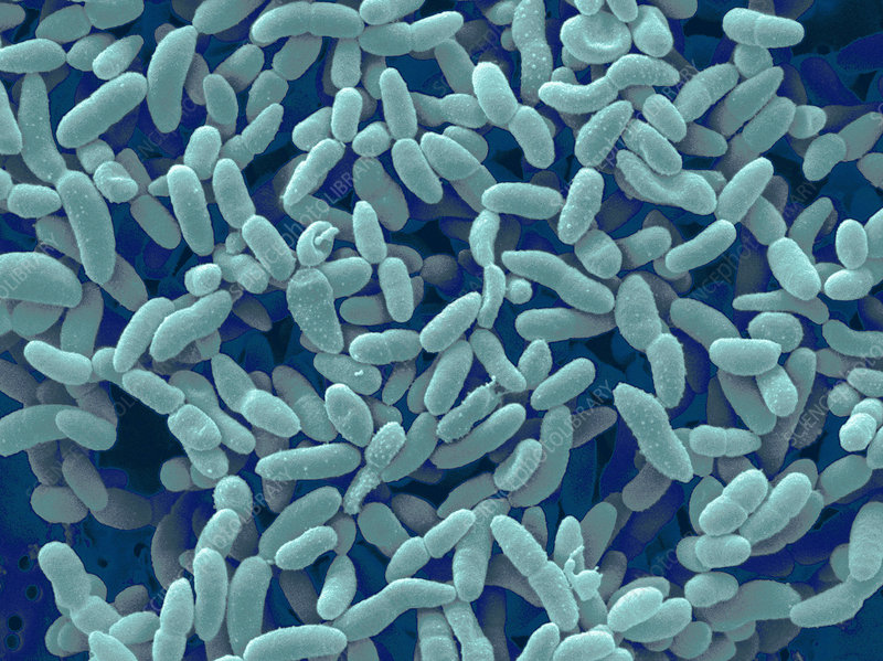 Acetobacter aceti