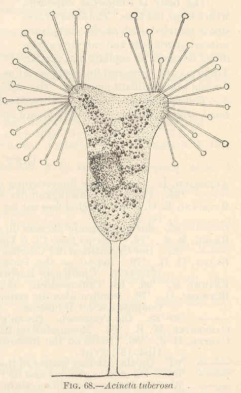 Acineta tuberosa