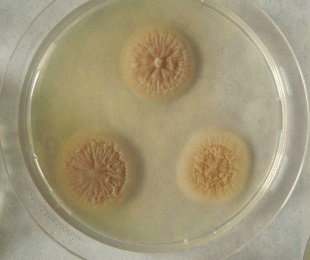 Acremonium chrysogenum