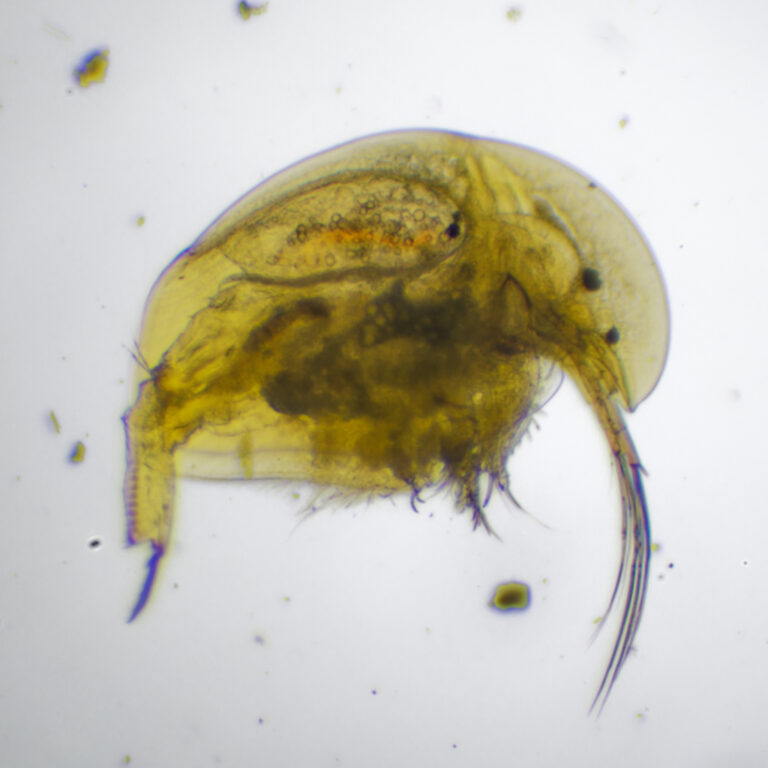 Acroperus harpae