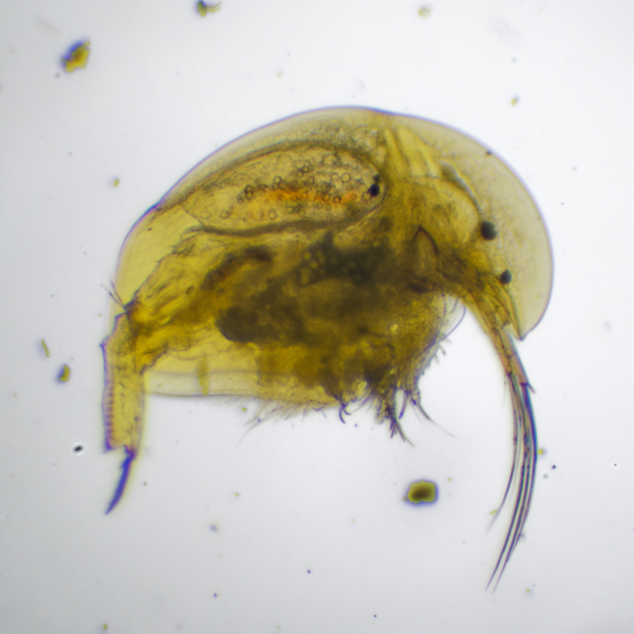 Acroperus harpae