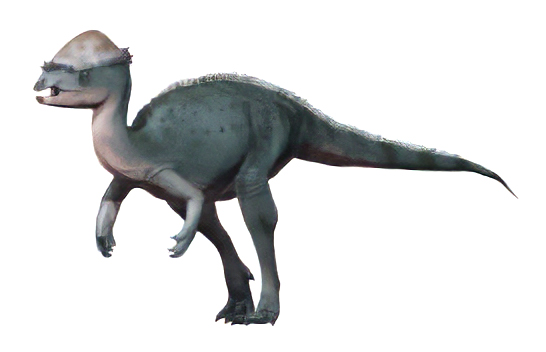 Acrotholus
