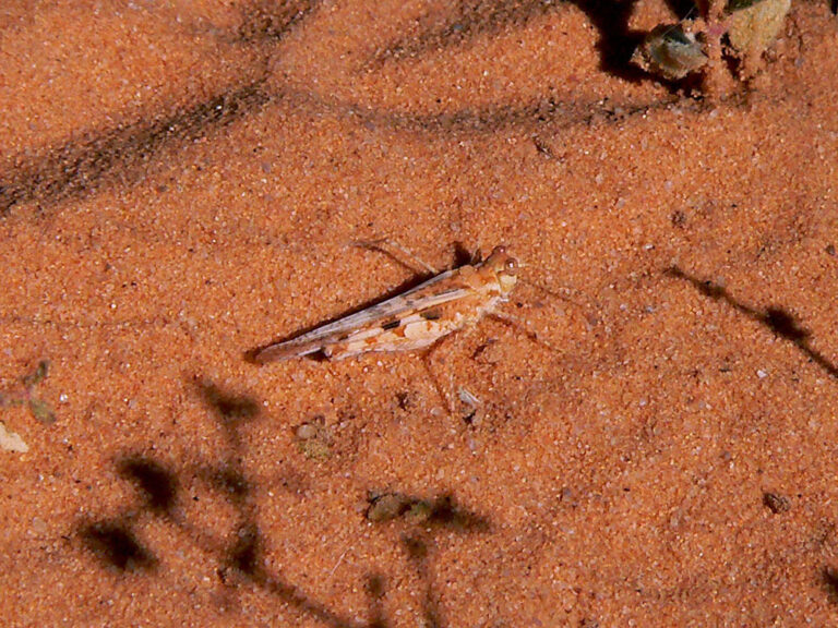 Acrotylus longipes