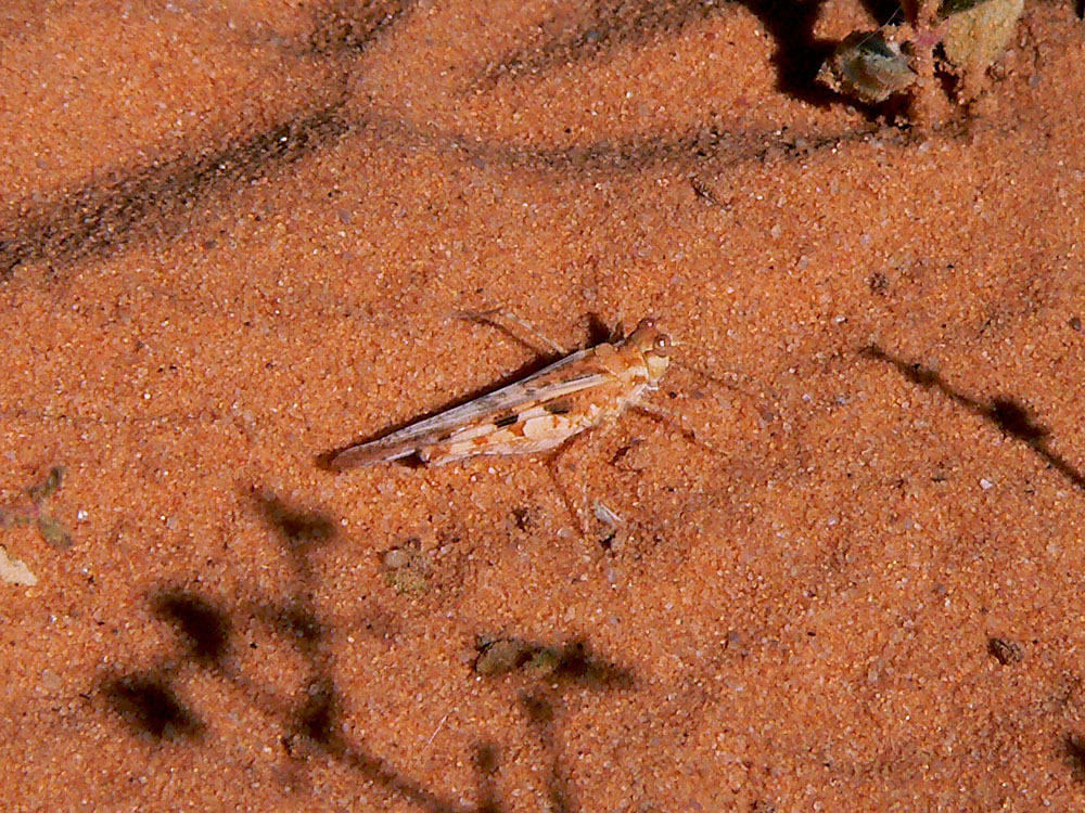 Acrotylus longipes