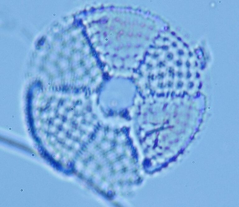 Actinoptychus senarius