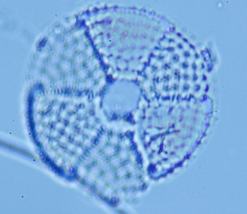 Actinoptychus senarius