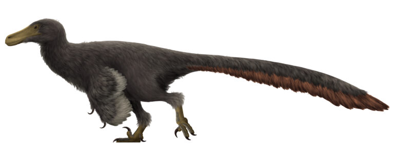 Adasaurus Adasaurus