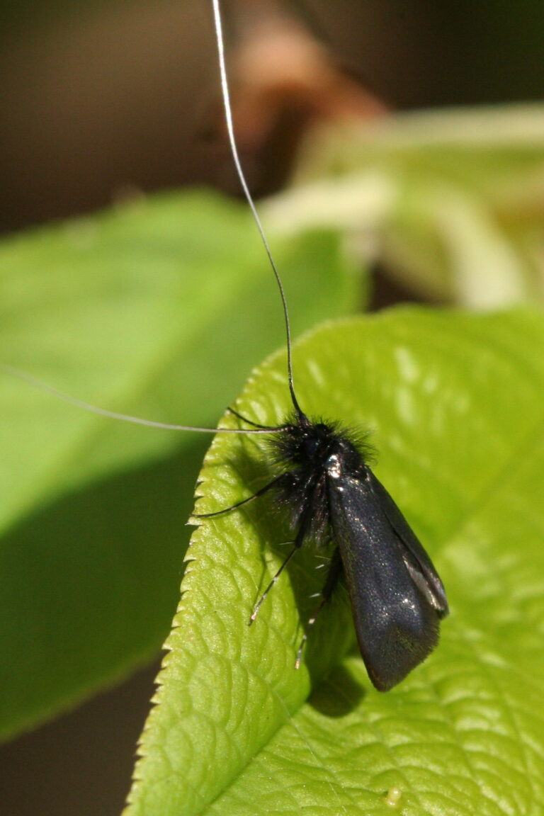 adéla zelená (Adela reaumurella)