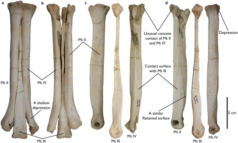 Aepyornithomimus