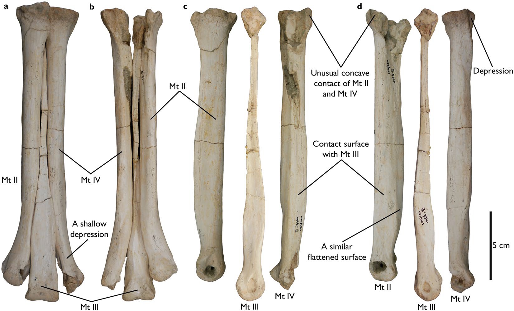 Aepyornithomimus