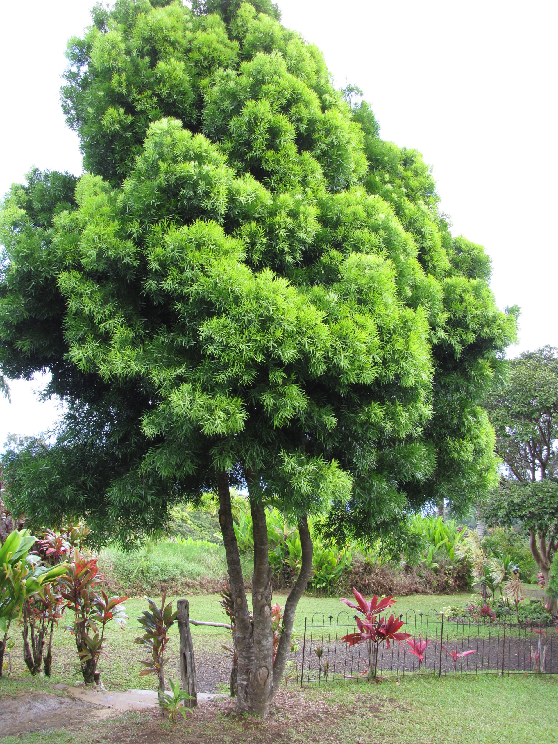 Afrocarpus falcatus