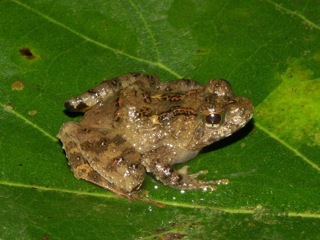 afroskokan terčobřichý (Phrynobatrachus cricogaster)