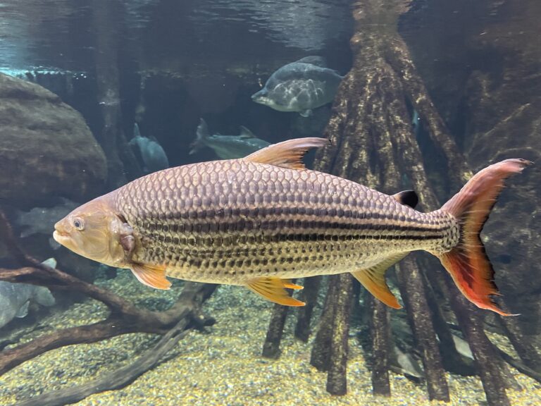afrotetra botswanská afrotetra botswanská (Hydrocynus vittatus)