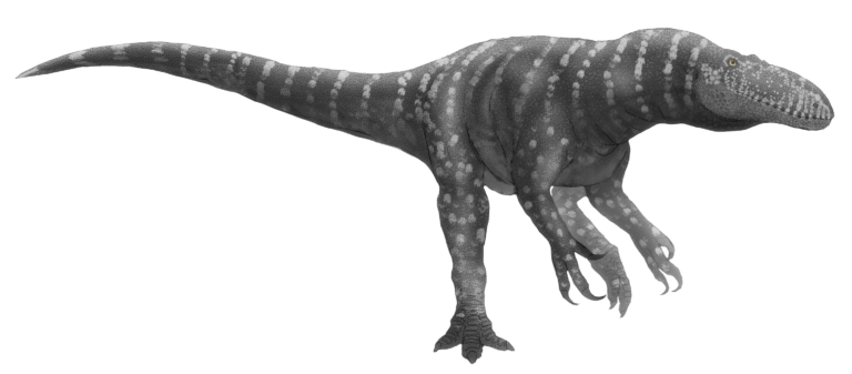 Afrovenator
